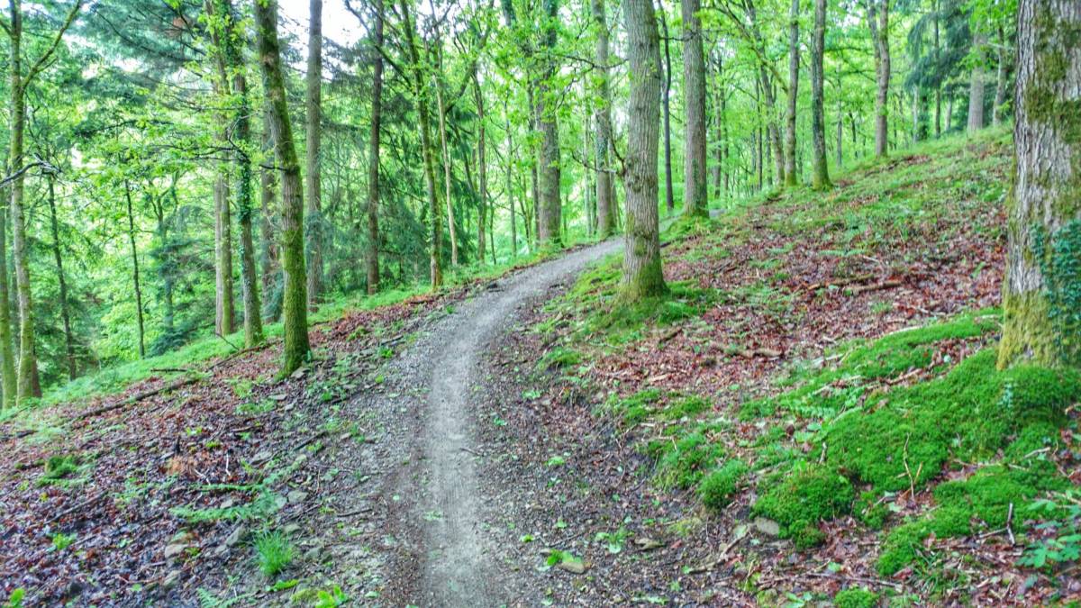 Mountain biking in the Forest of Dean 