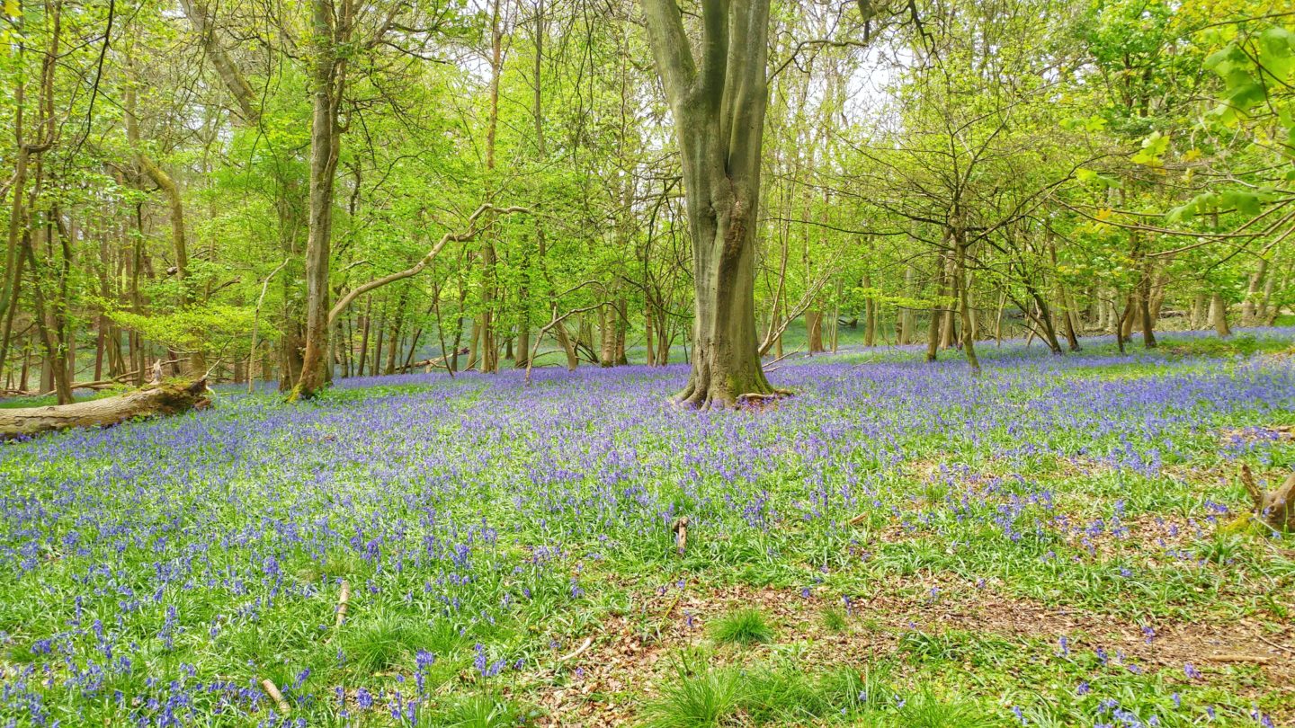 Ashridge Estate