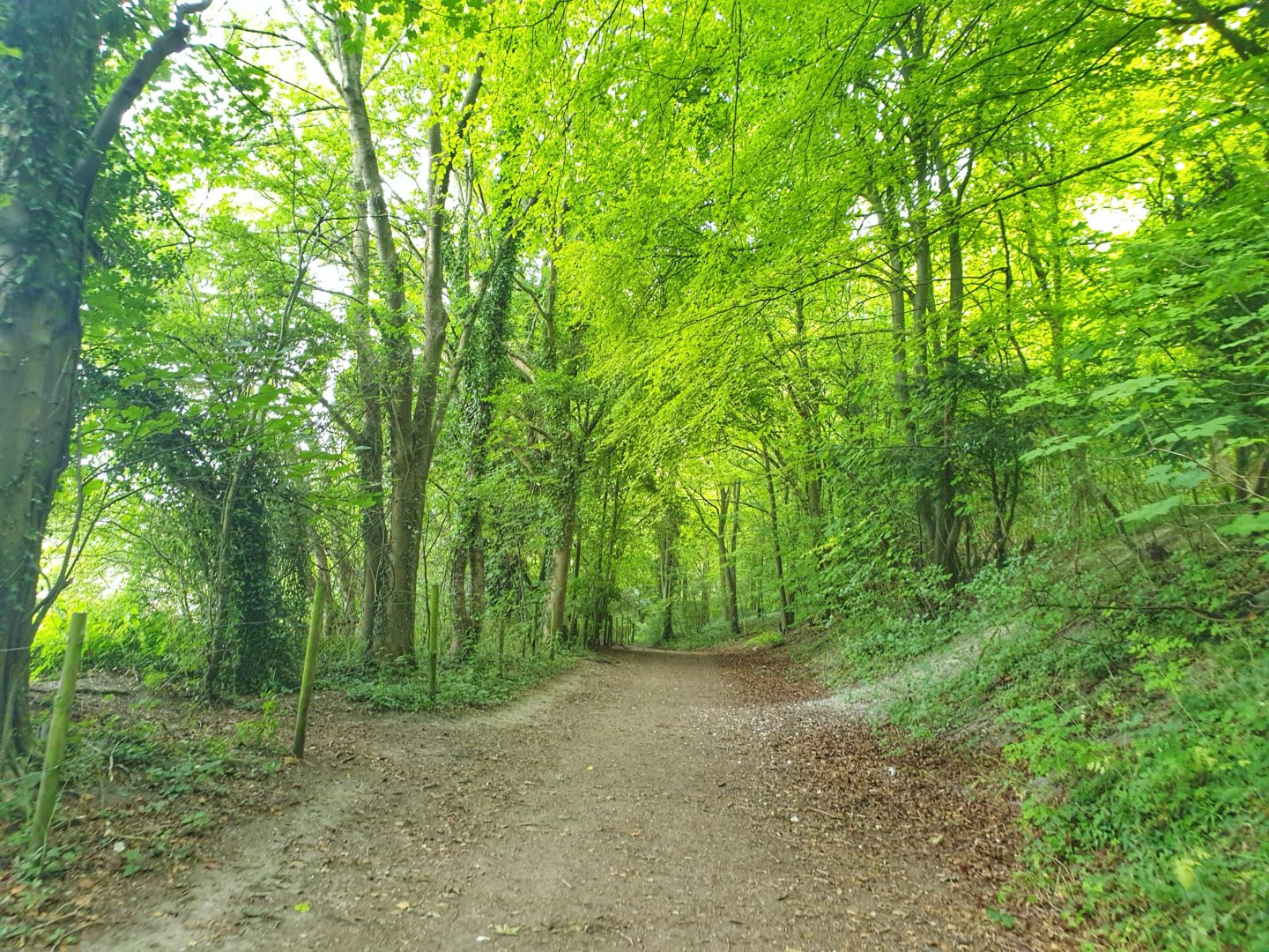 Green landscape in the woods