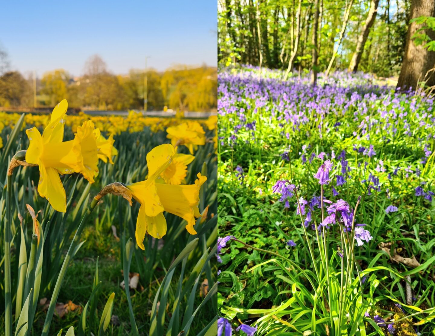 Daffodils and bluebells