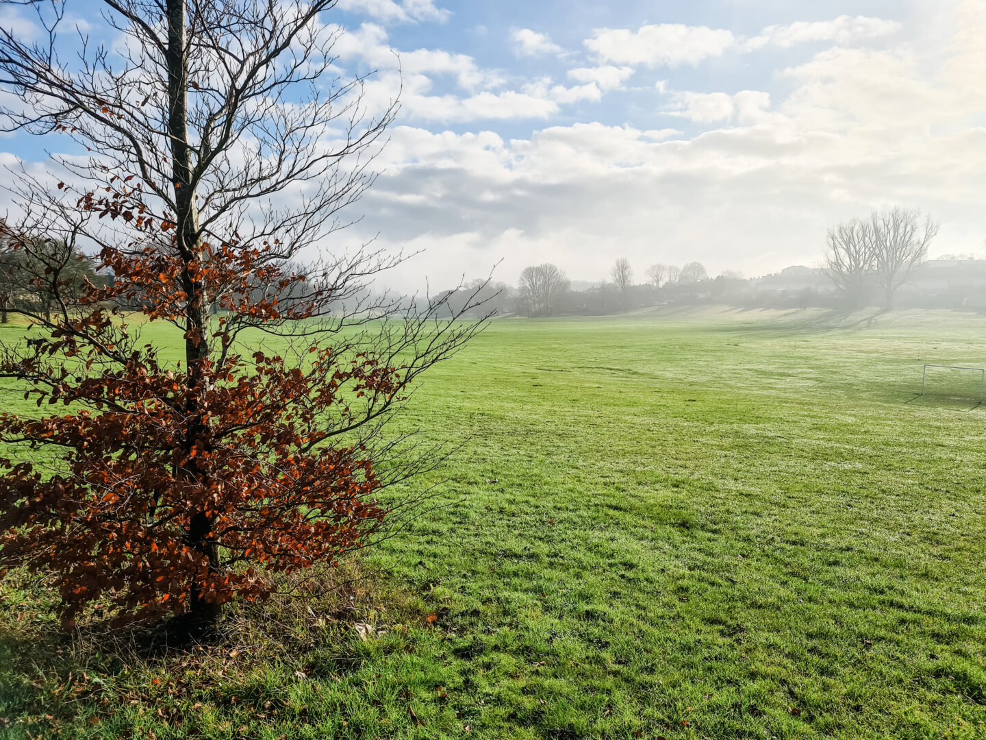 Winter scene - green field with mist 