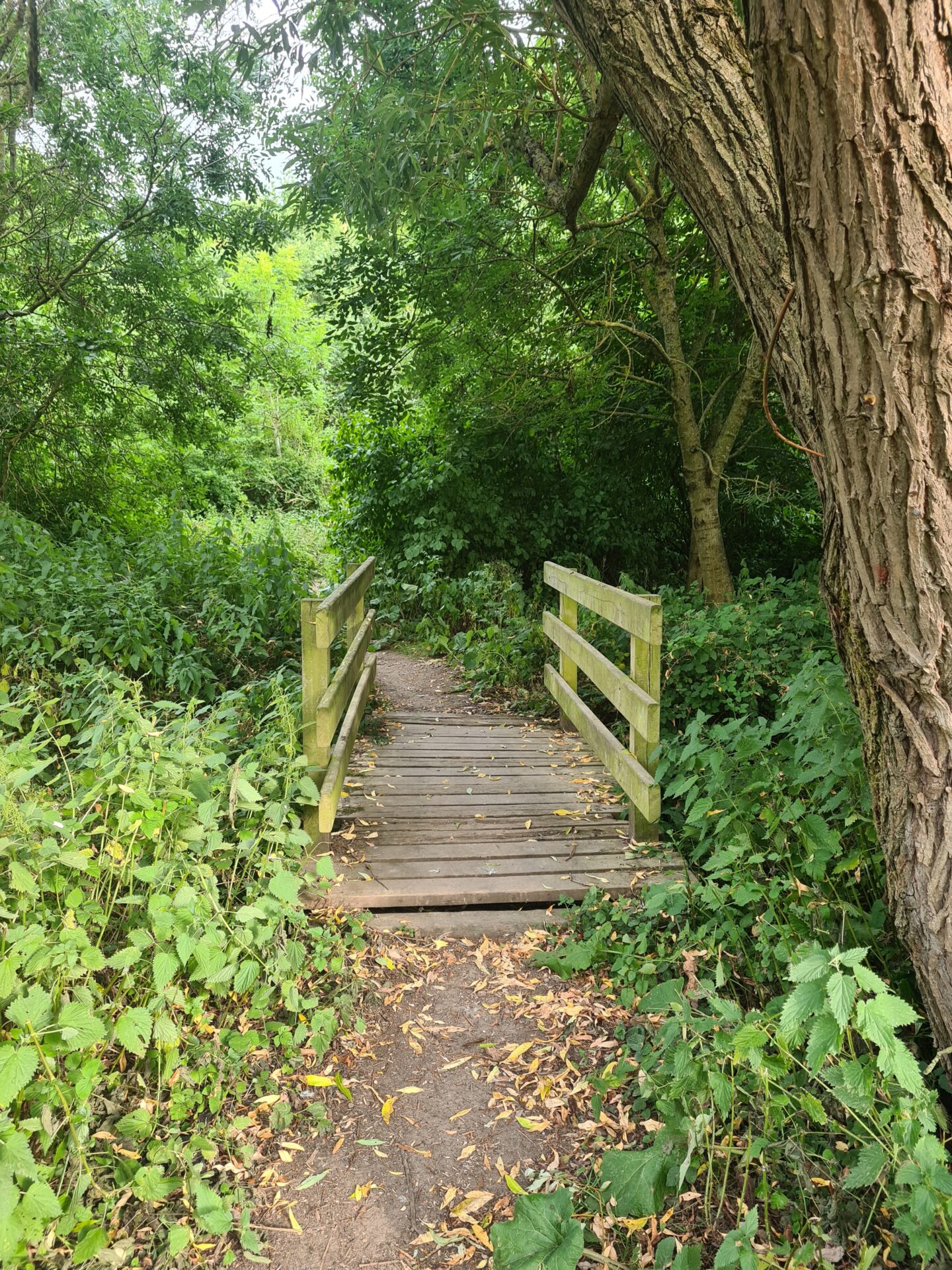 image of a wooden bridge leading in a wood