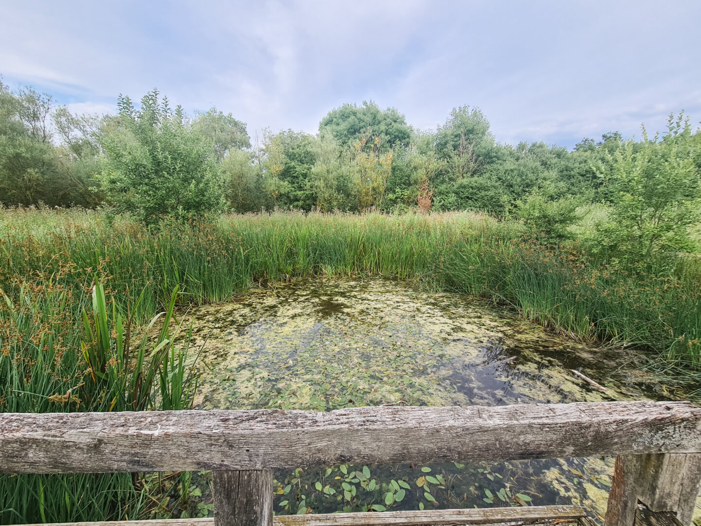 image of a pond, with green water lilies on top, with a background of trees