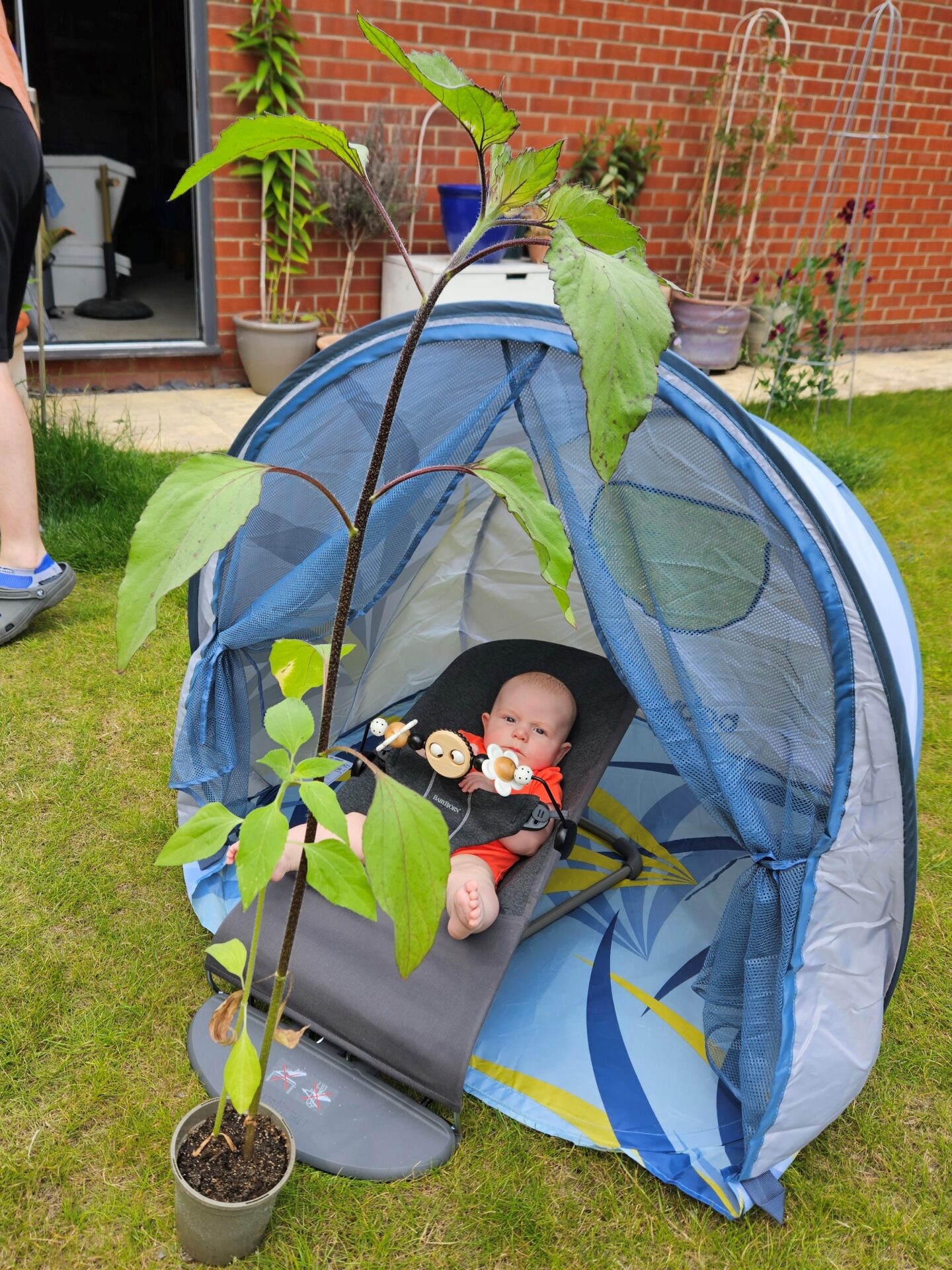 baby sitting in a Babybjorn grey bouncer inside a play tent in a garden. In front of him is a tall green sunflower in a plant pot