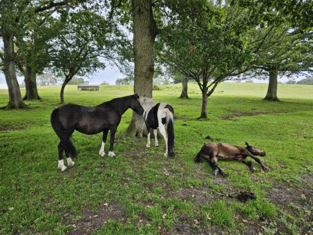 Three new Forest ponies underneath a tree