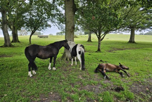 Three new Forest ponies underneath a tree