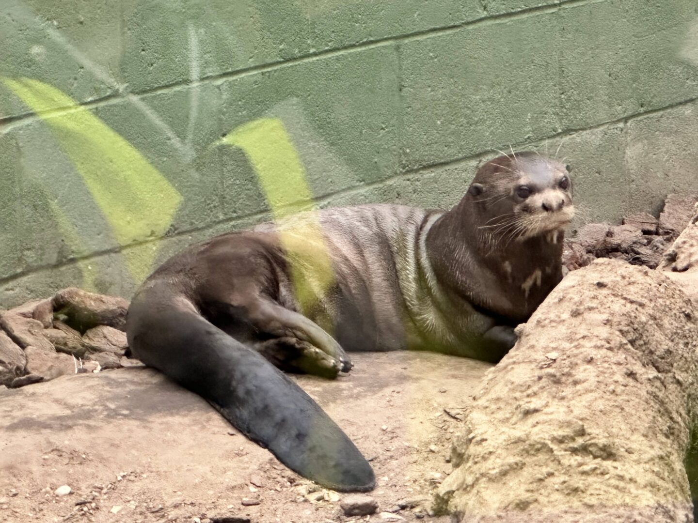 large otter sits on a sandy ledge