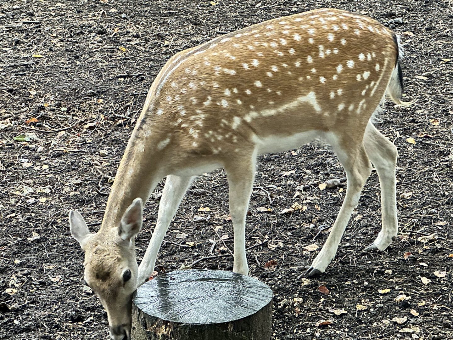 fallow deer is eating with their head bent towards the ground 