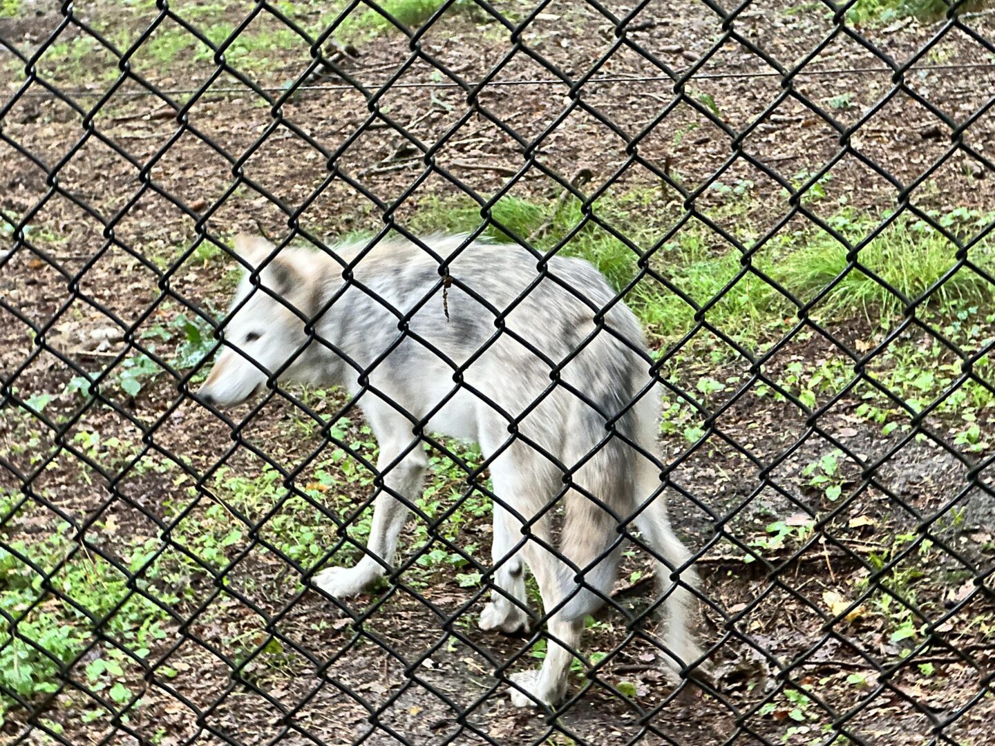 grey wolf stands on muddy grassy ground with a wire fence visible in front of him