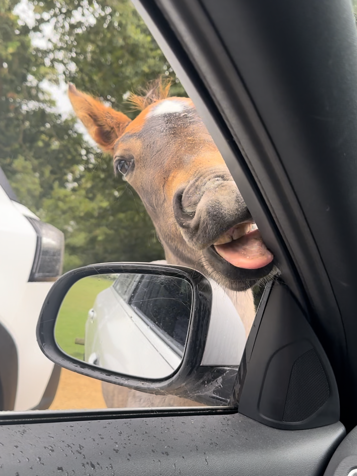 New Forest Pony is licking the window of a car with his tongue sticking out